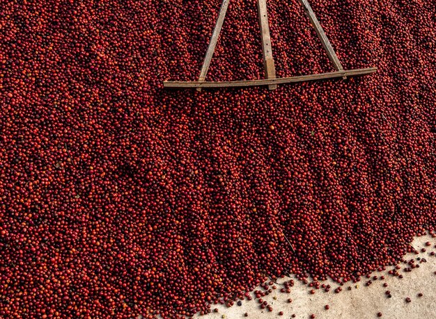 Coffee beans drying in the sun Coffee plantations at coffee farm