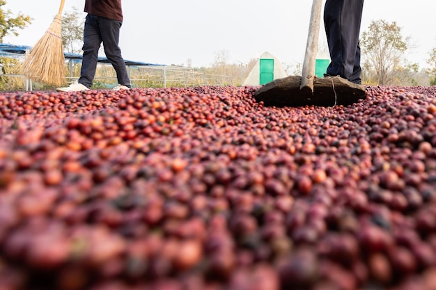 Coffee beans drying in the sun Coffee plantations at coffee farm