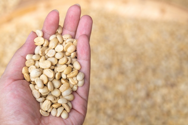 Coffee beans in hand