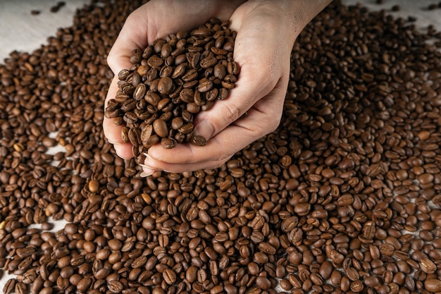 Coffee beans in hands. Hands take a handful of coffee beans from burlap bag.