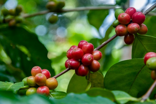 Coffee beans ripening, fresh coffee,red berry branch, industry agriculture on tree in thailand.