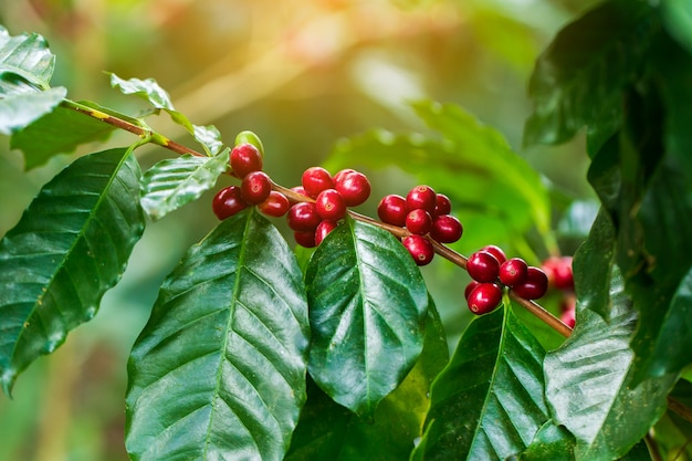 Coffee beans ripening on tree in North of thailand