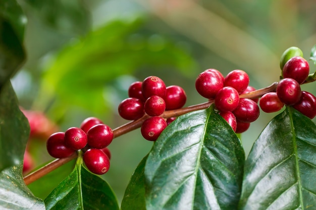 Coffee beans ripening on tree in North of thailand