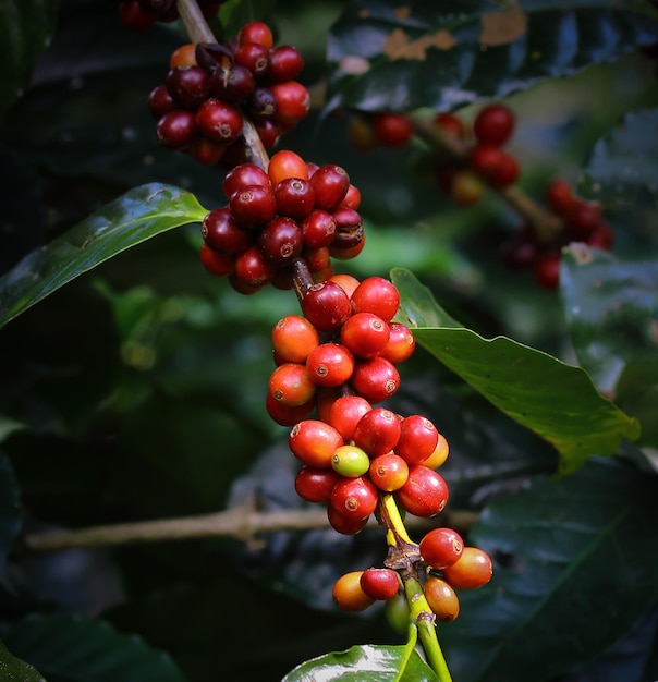 Coffee beans on tree