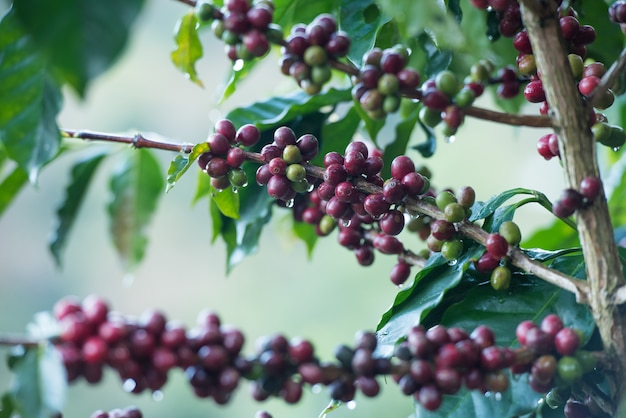 Coffee beans on tree.