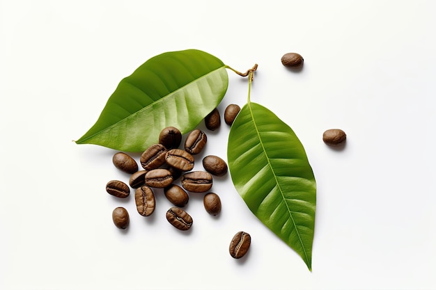 coffee beans with green leaf on white background