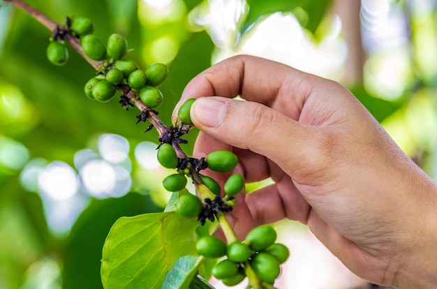 Coffee berries with agriculturist handsRobusta and arabica coffee berries with agriculturist hands