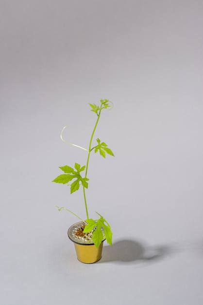 coffee capsule reused artistically as a small jug with a creeping plant growing out of the capsule