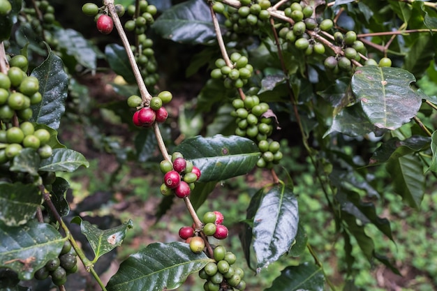 Coffee cherries (beans) ripening on a coffee tree branch (closeup)