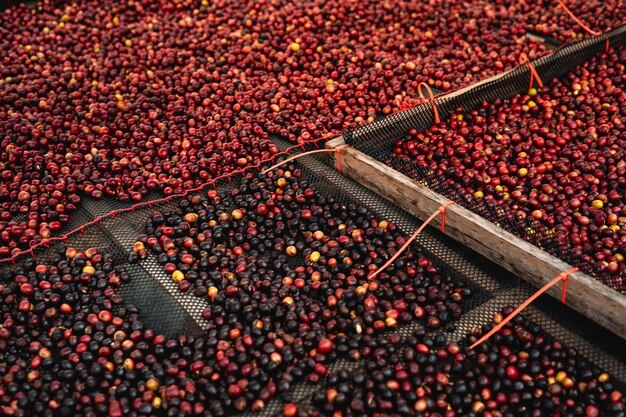 Photo coffee cherry beans are drying in the greenhouse