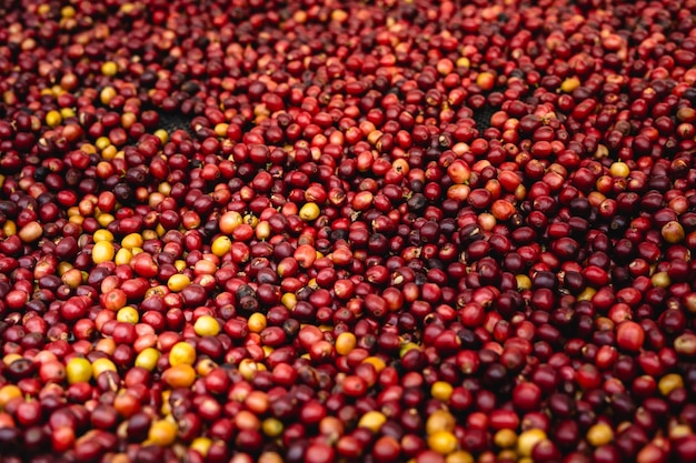 Coffee cherry beans are drying in the greenhouse