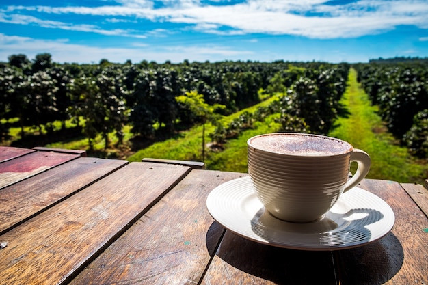 Coffee cup on wooden floor in the coffee plantation with blue sky