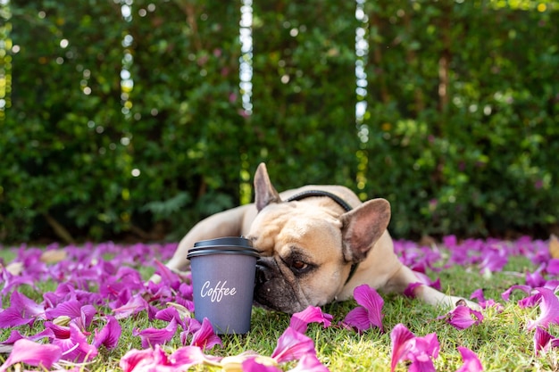 Coffee in disposable cup on field with dog.