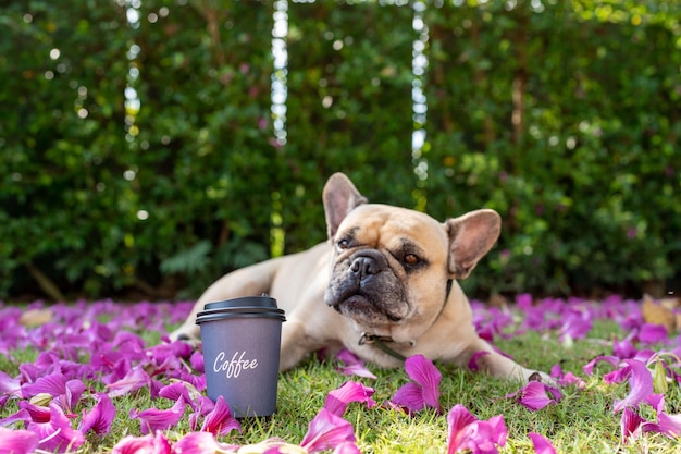 Coffee in disposable cup on field with dog.