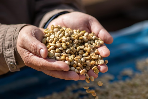 A coffee experienced man checked coffee beans roasting to see the texture