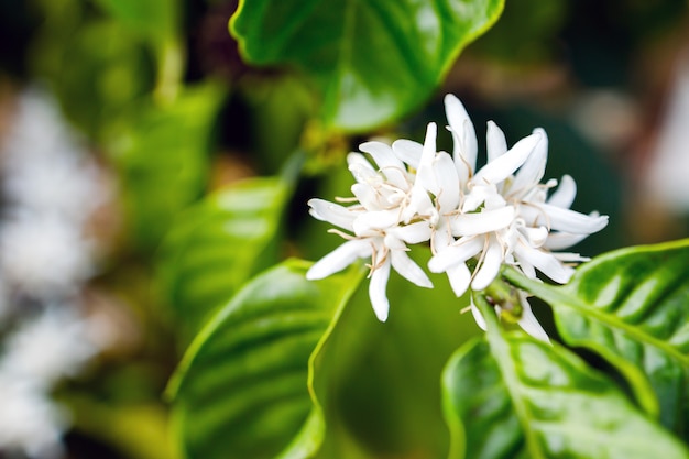 Coffee Flower Blooming On Tree