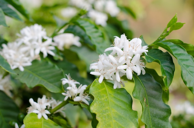 coffee flower blooming on tree