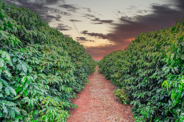 Coffee fruit in coffee farm and plantations in Brazil