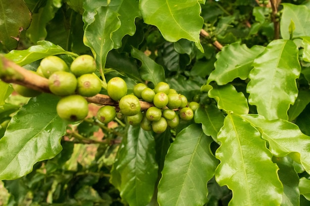 Coffee Green beans on the vine. Coffee plantation farm.