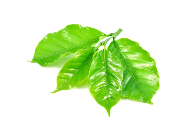 Coffee leaf isolated on white background