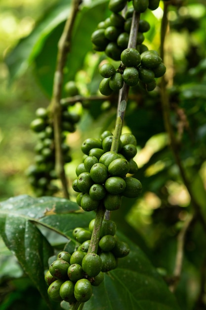 A coffee plant hangs full of unripe coffee cherries.