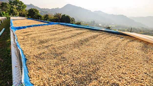 Coffee plantation dried coffee beans on the floor at factory chiang rai thailand