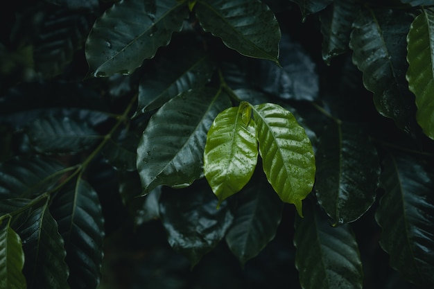 Coffee plantation in tropical forest in the rainy season