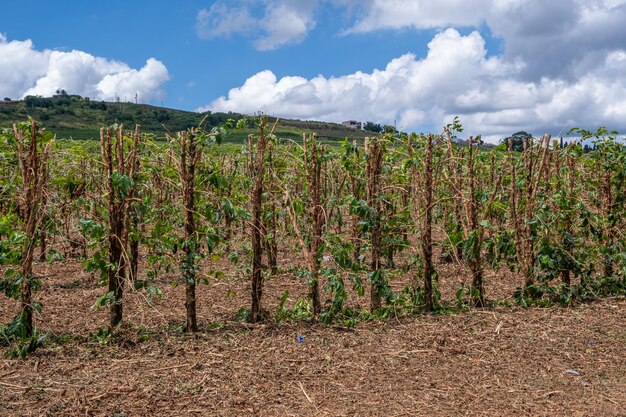 coffee plantation with pruned plants