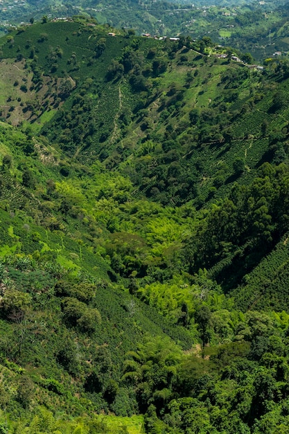 Coffee plants field in Manizales Caldas Antioquia Colombia