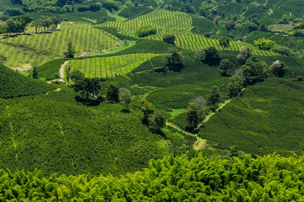 Coffee plants field in Manizales Caldas Antioquia Colombia