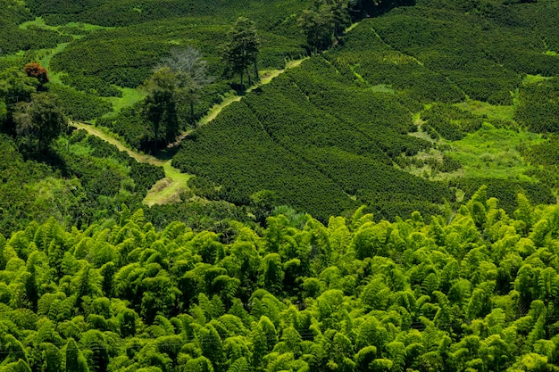 Coffee plants field in Manizales Caldas Antioquia Colombia