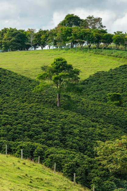 Coffee plants field in Pereira Risaralda Colombia