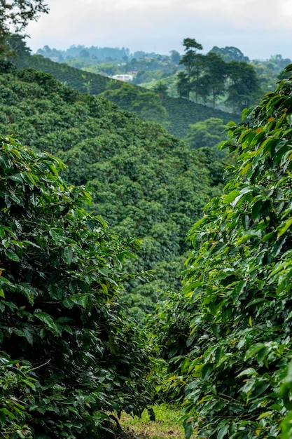 Coffee plants field in Pereira Risaralda Colombia