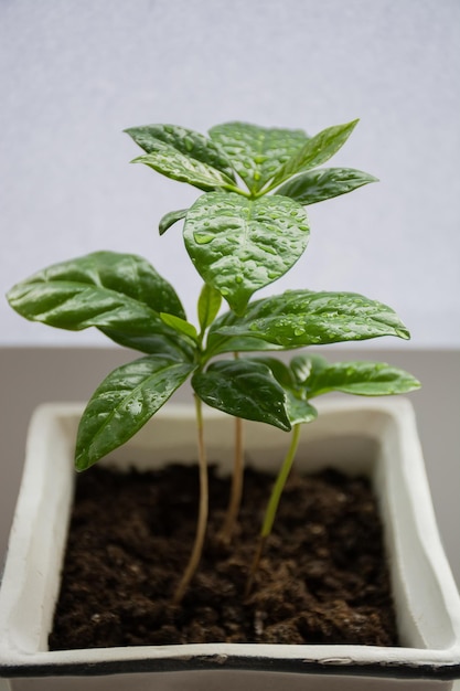 Coffee sprouts