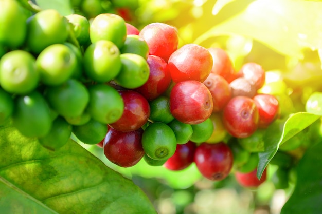 Coffee on tree Arabicas raw and ripe coffee bean green and red coffee branch in organic fa