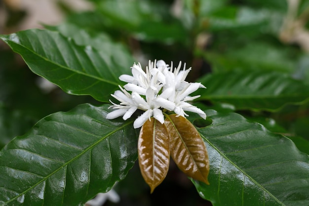 Coffee tree blossom with white color flower