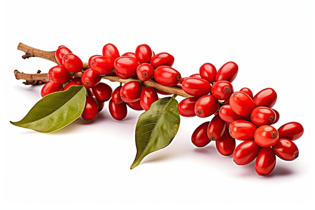 Coffee tree branch with red coffee beans and ripe berries isolated on white background