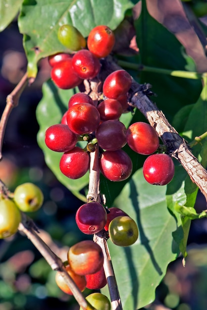 Coffee tree with fruit ripening