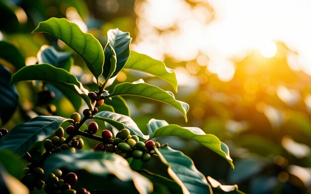 Photo coffee trees on the plantation at sunrise