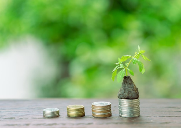 Photo coin stack and plant growth concept money growth saving money upper tree coins to shown concept of growing business