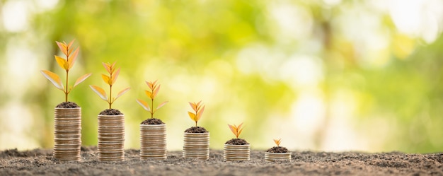 Coin stack with young green sprout on top. Business success, Financial or money growing concept