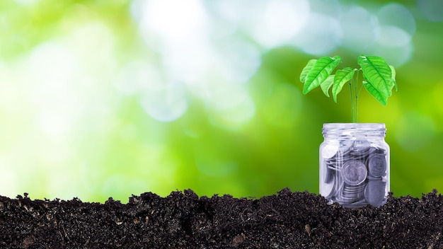 Coins in glass jar with plant on top putting on soil with sunlight bokeh green background Financial investment ideas for future growth profits trees growing on coins