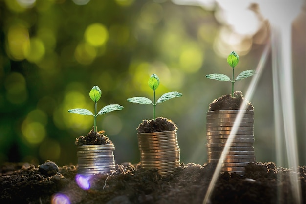 Coins stack with step growing plant and sunshine background. concept saving money