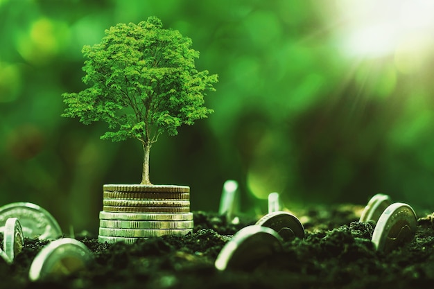 Photo coins stack with step growing plant and sunshine background. concept saving money