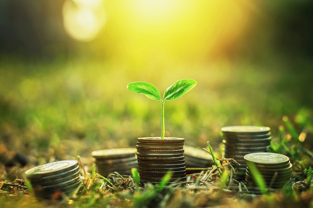 Coins stack with step growing plant and sunshine background. concept saving money