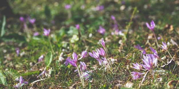 Colchicum autumnale commonly known as autumn crocus meadow saffron or naked ladies