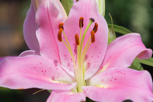 Colchicum autumnale