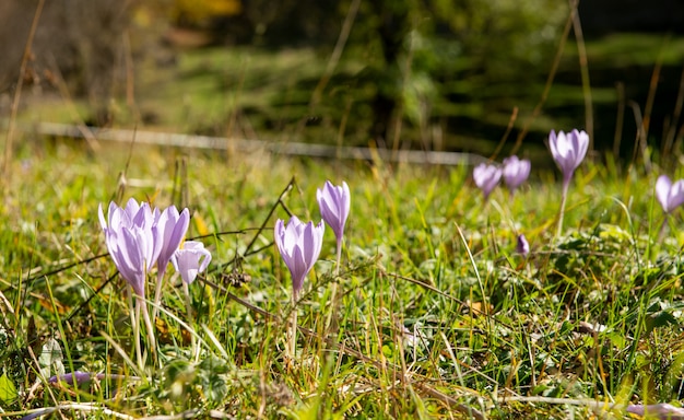 Colchicum in the meadow at mountain