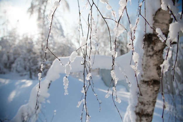 Cold snowy winter forest