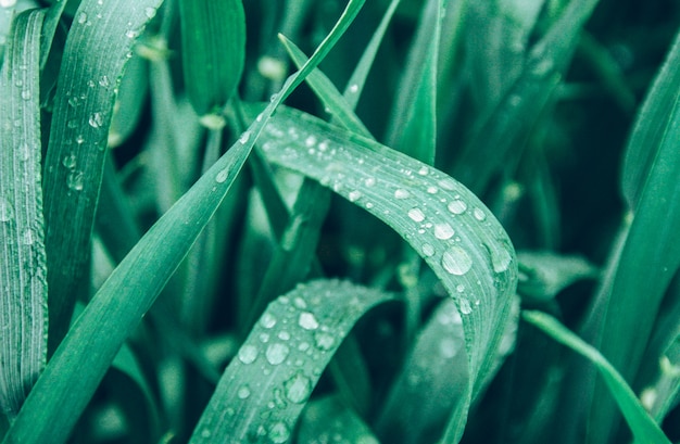 Cold toned picture of water drops on the green grass